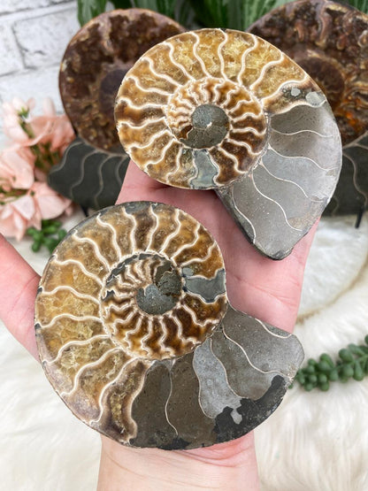 ammonite-fossil-pair