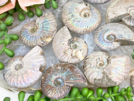 ammonites-with-rainbow