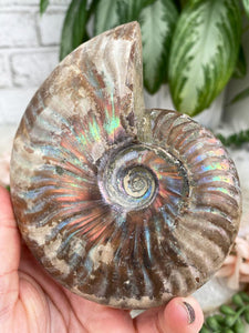 Contempo Crystals - brown-rainbow-ammonite - Image 3