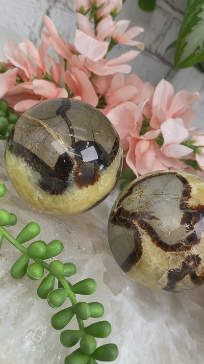 yellow-brown-septarian-spheres