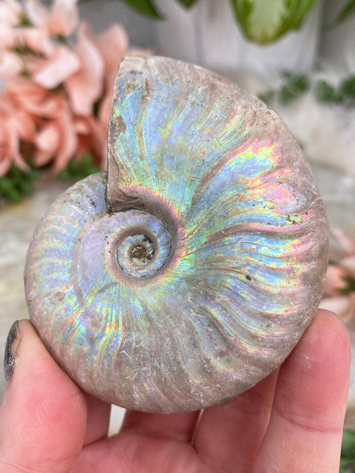 colorful-rainbow-ammonite-fossil
