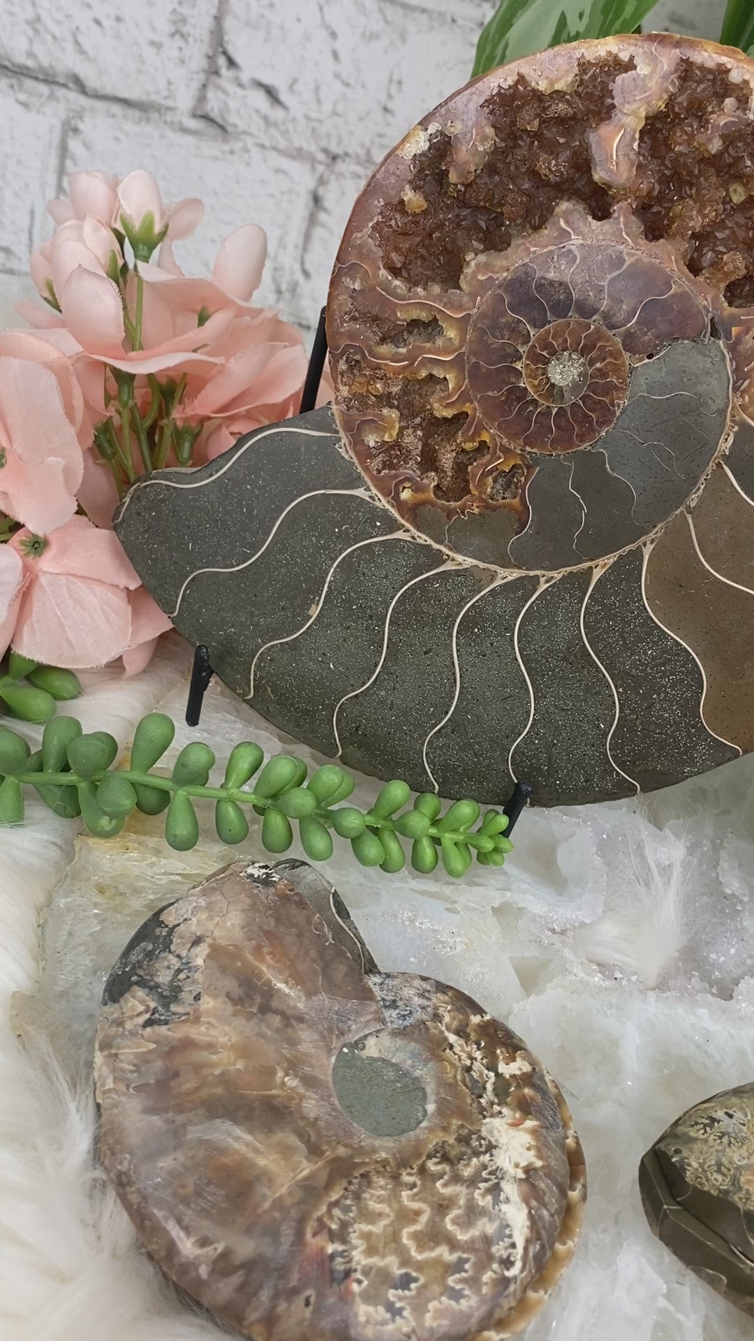 ammonite-fossil-pairs-for-sale