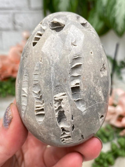fossil-coral-egg-for-sale