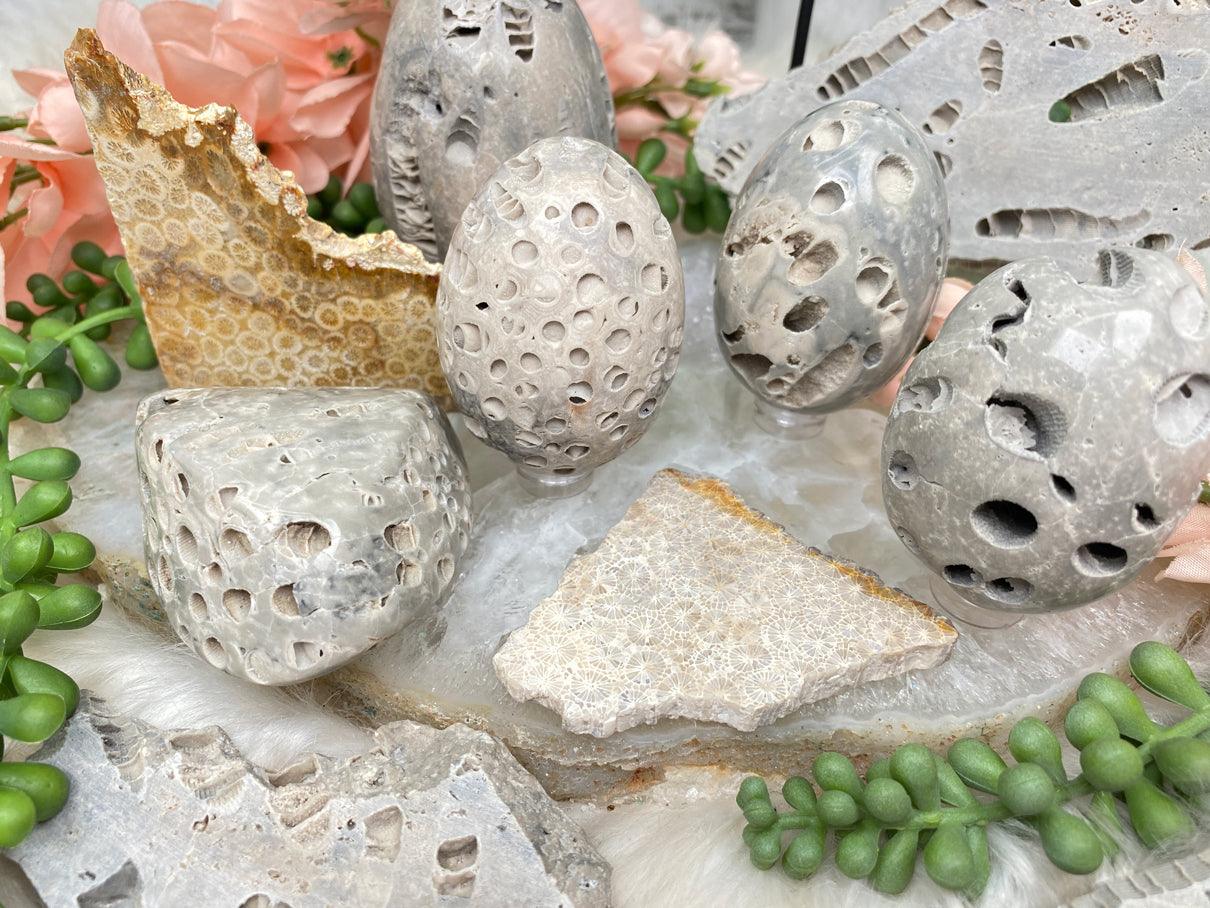fossil-coral-eggs-and-slices-from-indonesia