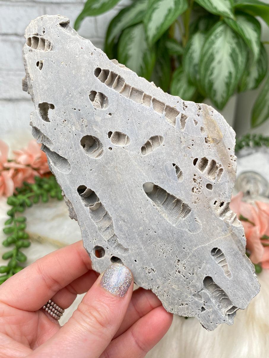 gray-fossil-coral-slice