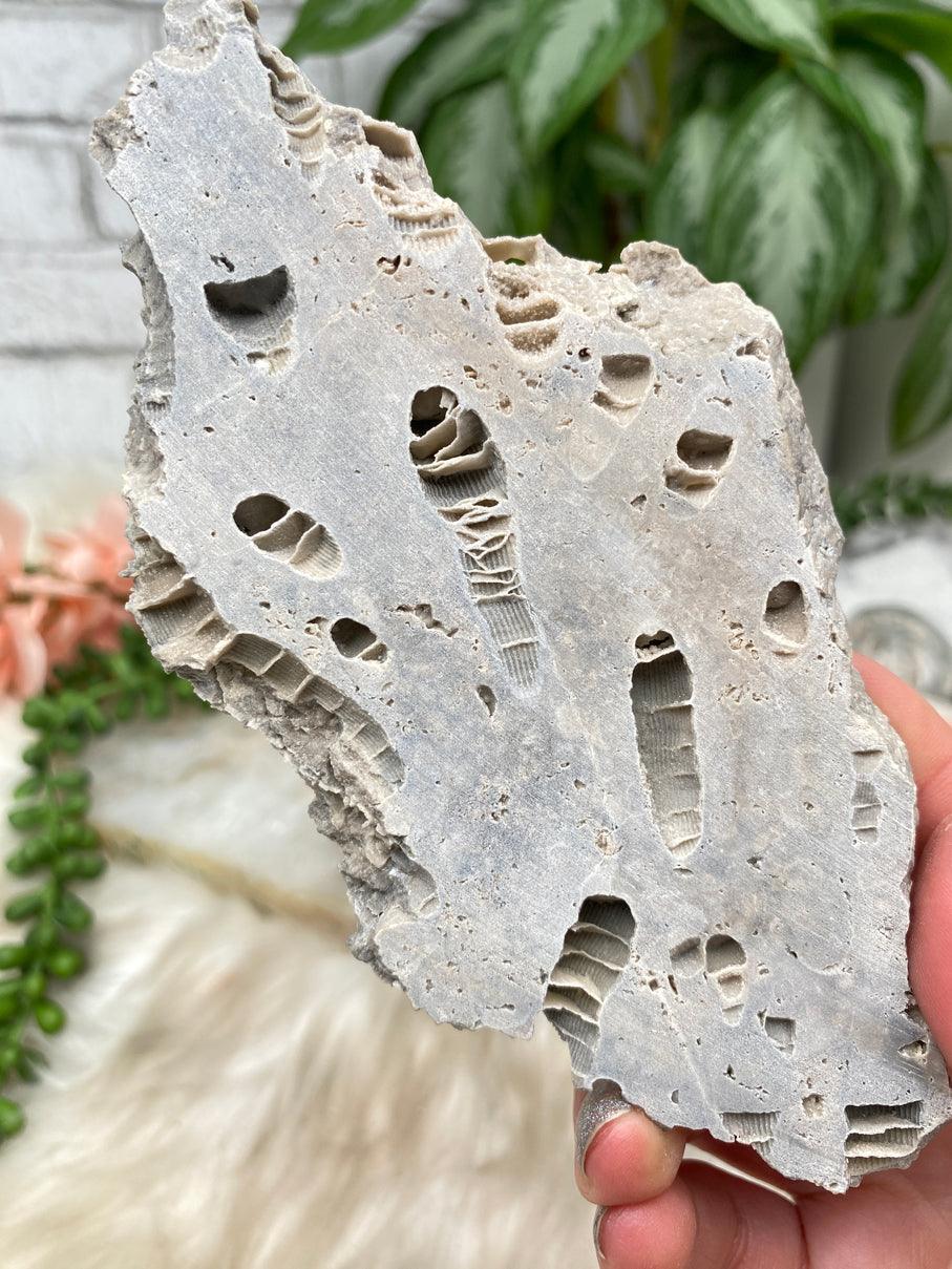 grey-fossil-coral-slice