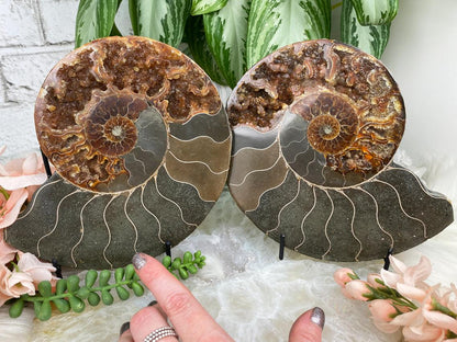 large-ammonite-pair