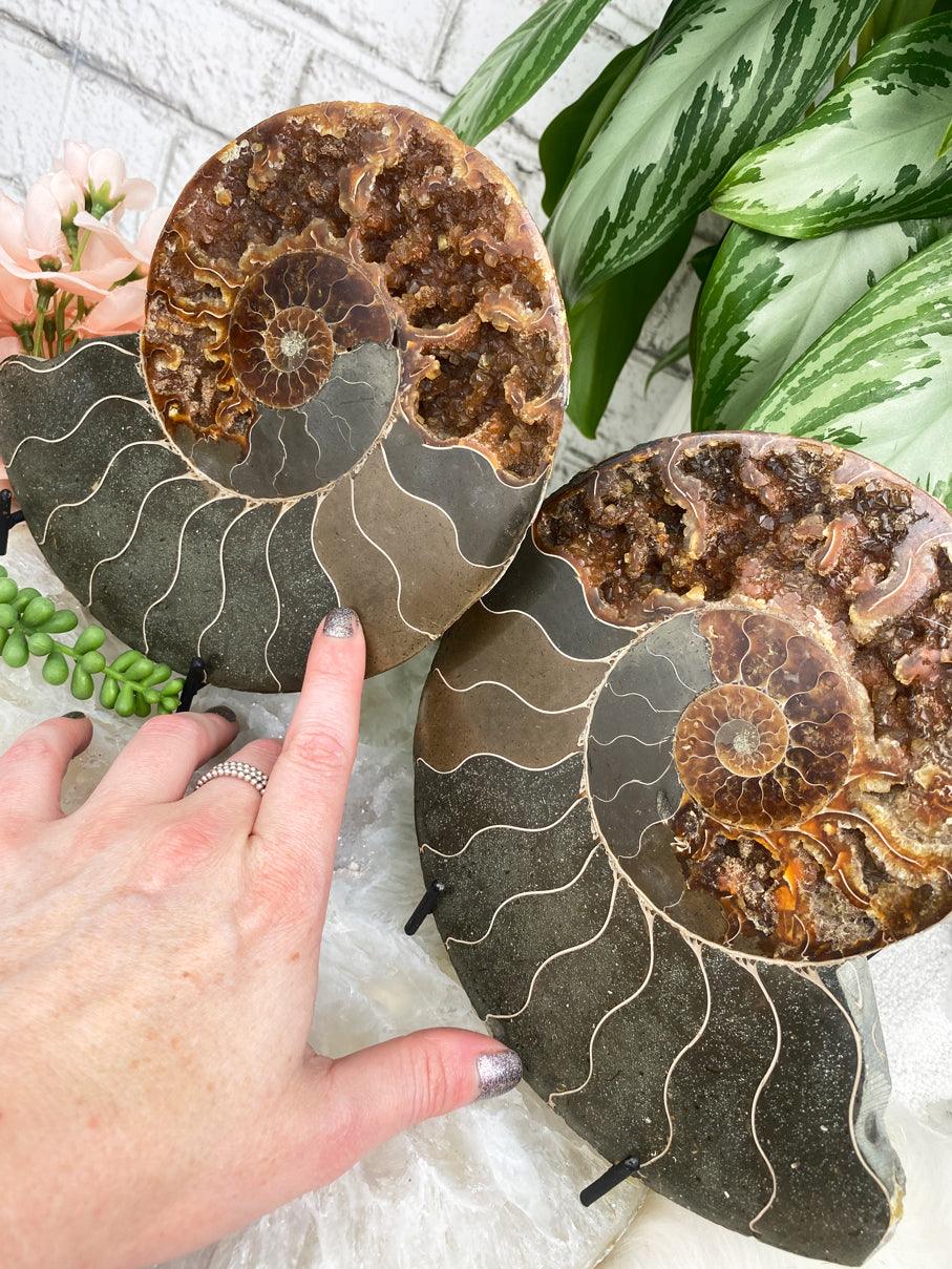 large-ammonite-sliced-pair