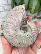 Load image into Gallery: Contempo Crystals - large-rainbow-ammonite - Image 5