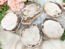 Load image into Gallery: Contempo Crystals - indonesian-petrified-wood-slices - Image 11