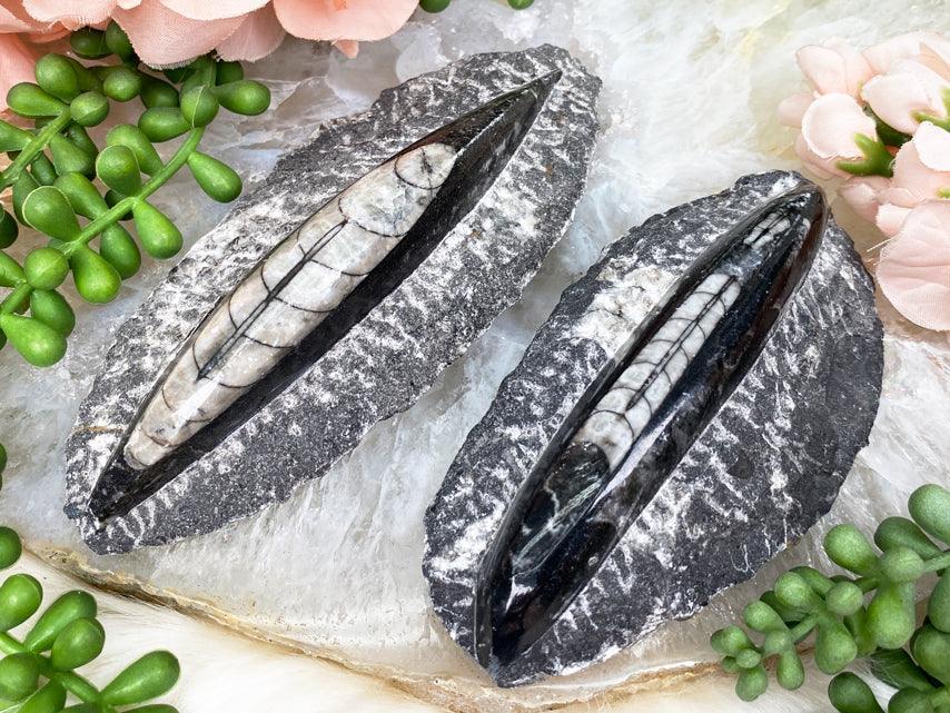 Black & White SemiPolished Orthoceras