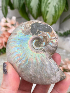 Contempo Crystals - rainbow-ammonite-fossil - Image 7
