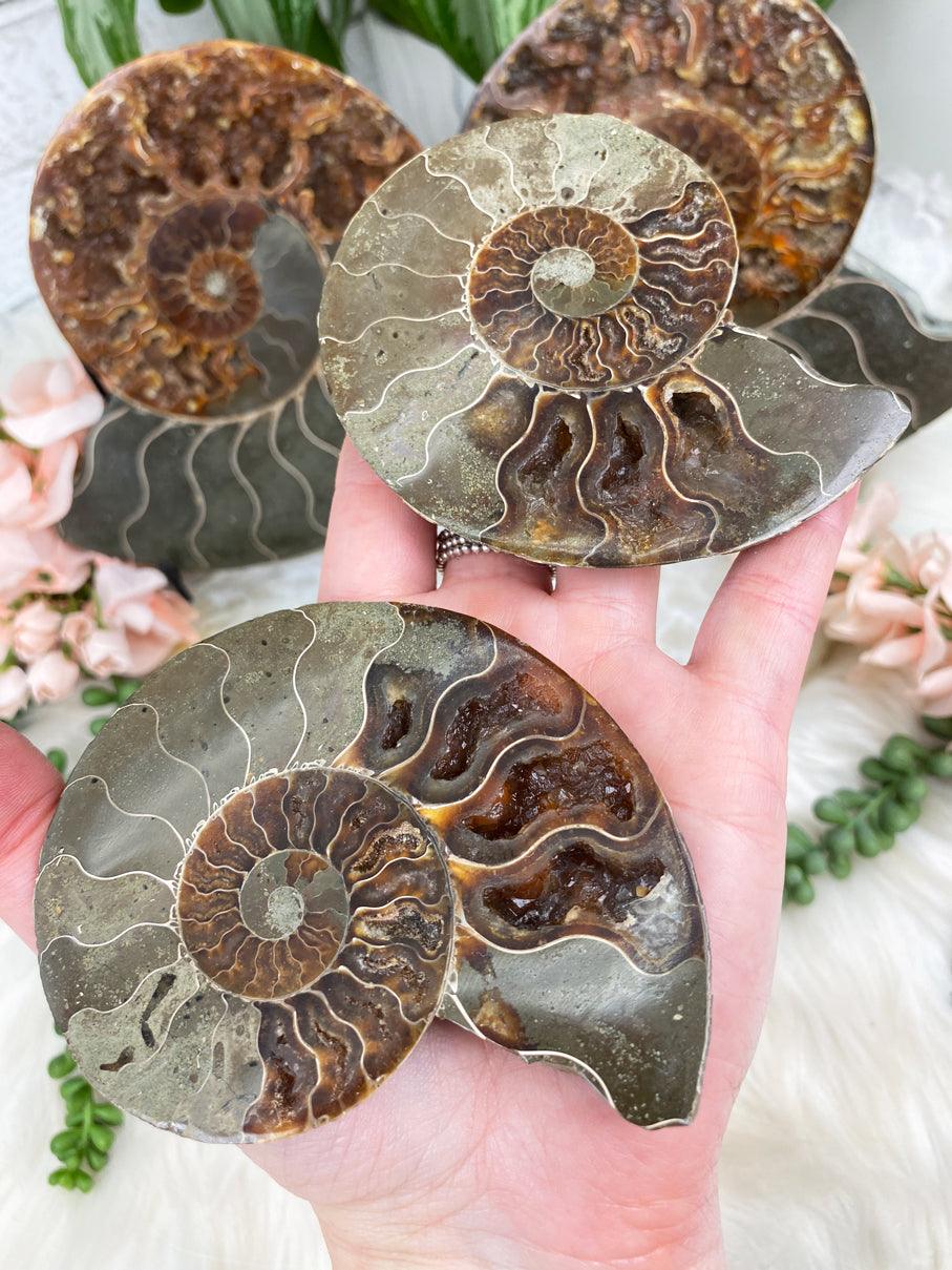 sliced-ammonite-pair