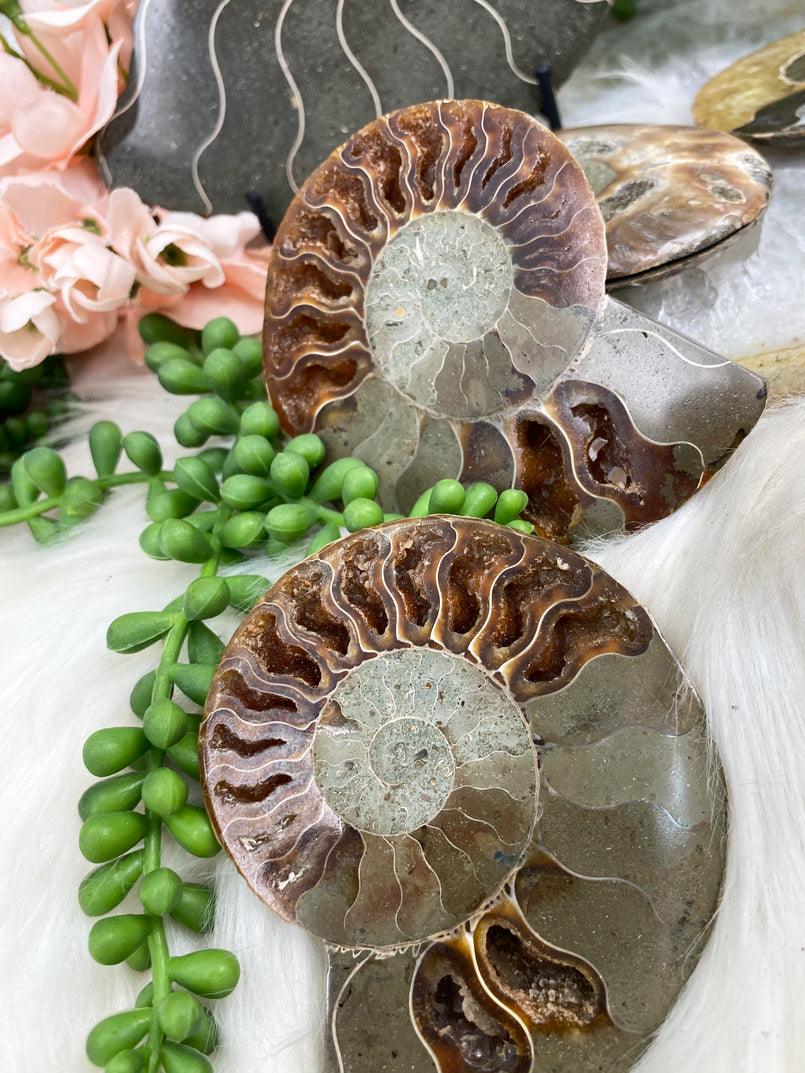 sliced-ammonite-pairs