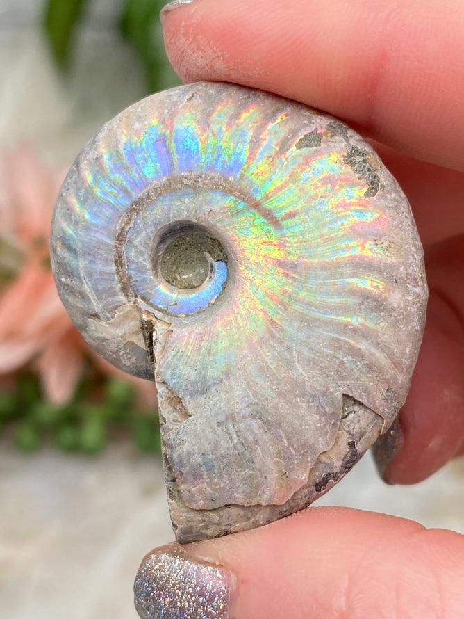 small-colorful-rainbow-ammonite