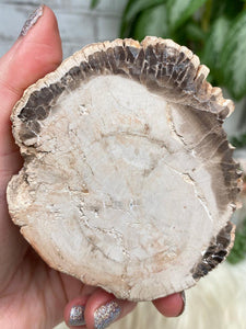 Contempo Crystals - small-indonesian-petrified-wood - Image 13
