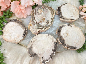 Contempo Crystals - small-tan-petrified-wood-slices - Image 9
