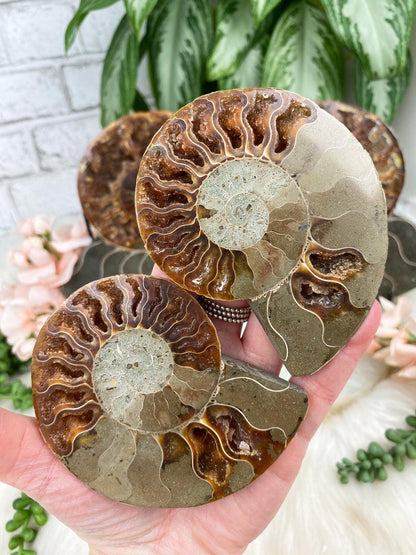 tan-brown-ammonite-pair