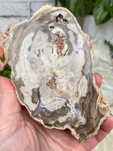 Contempo Crystals - tan-brown-petrified-wood-slice - Image 11