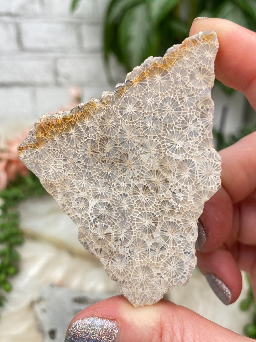 tan-fossil-coral-slice