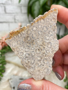 Contempo Crystals - tan-fossil-coral-slice - Image 9