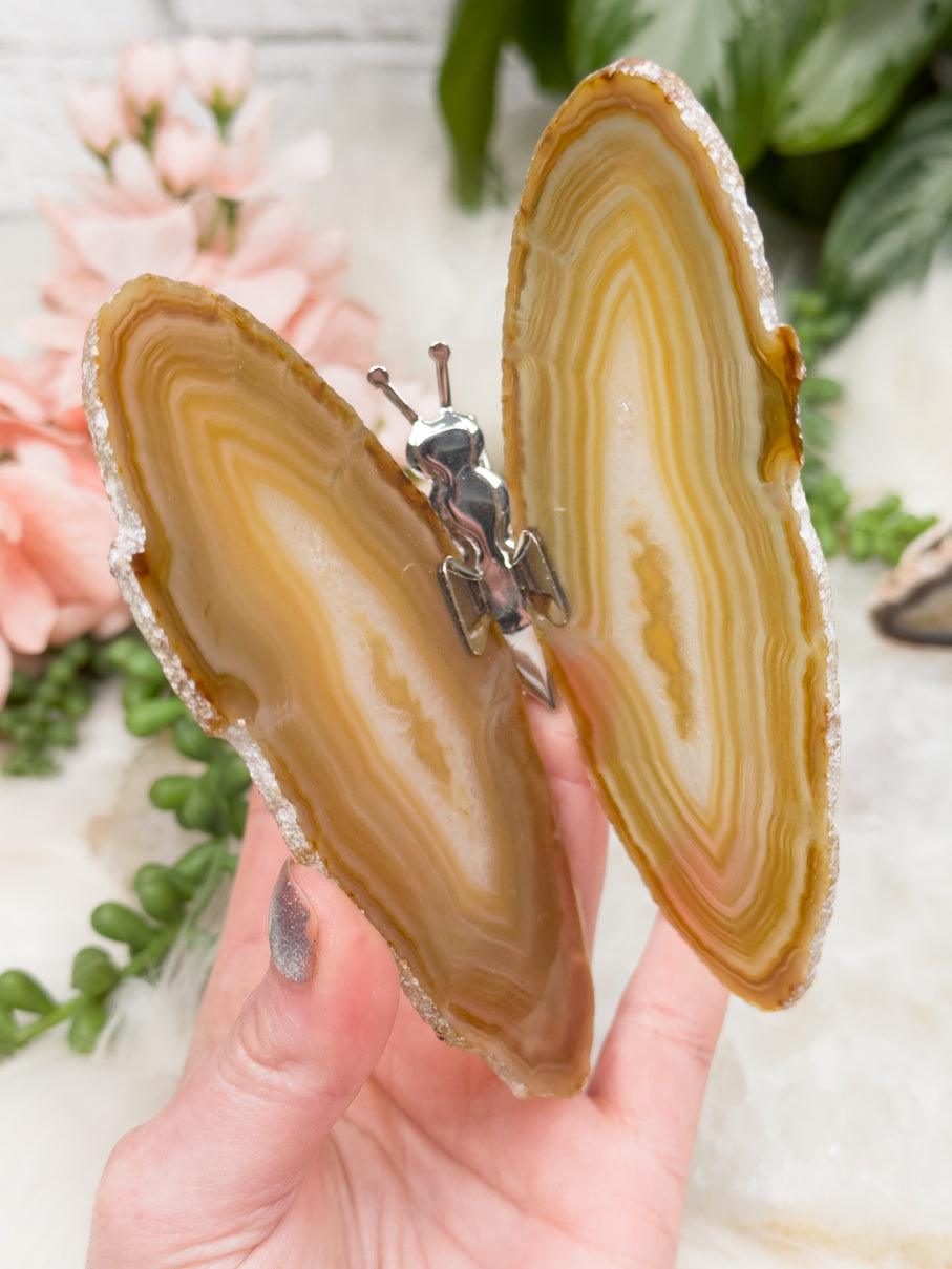 yellow-agate-butterfly