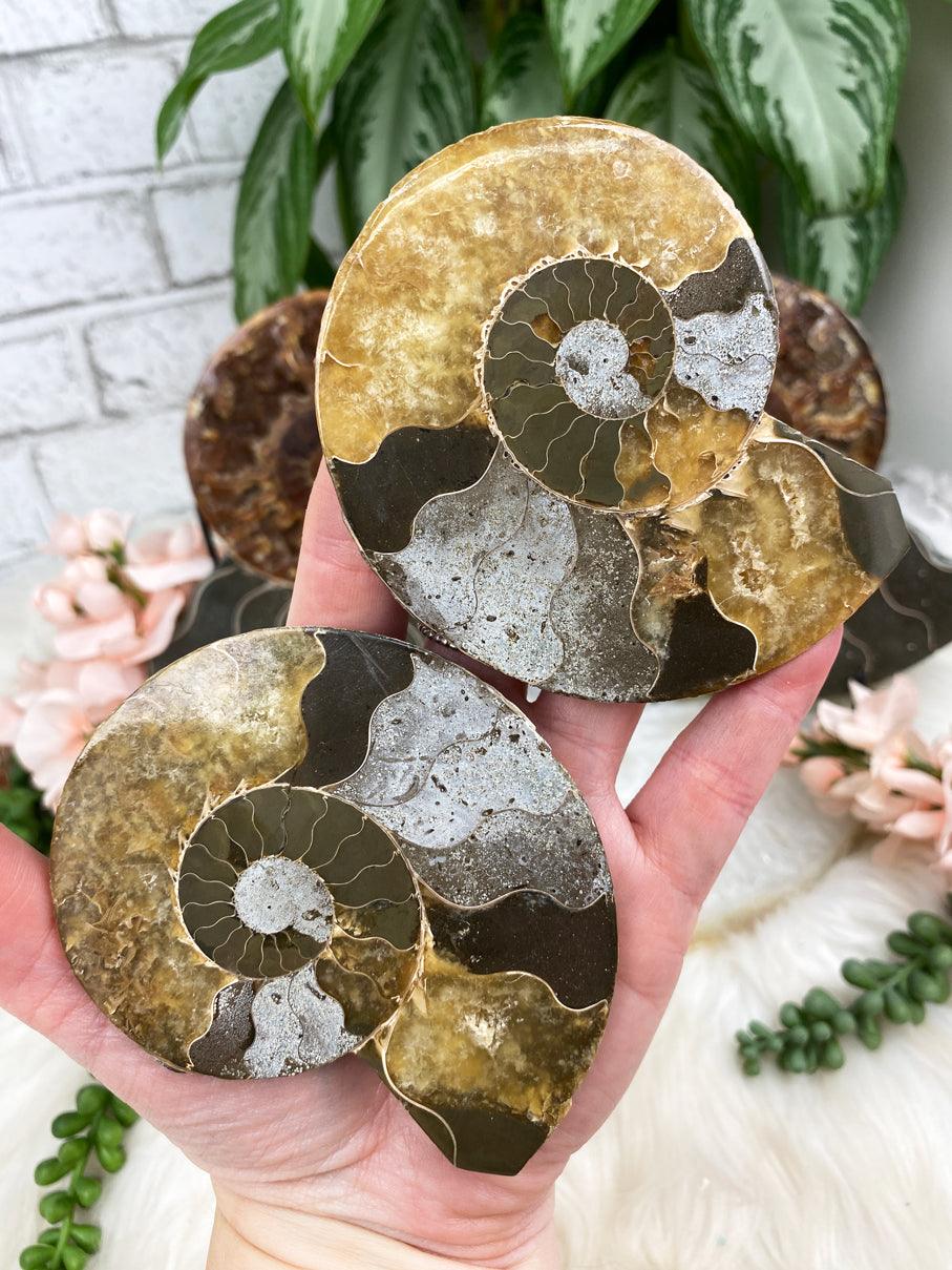 yellow-brown-ammonite-pair