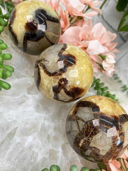 yellow-brown-septarian-spheres-for-sale